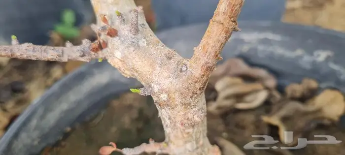 شتلات بيشم ناجحة 1