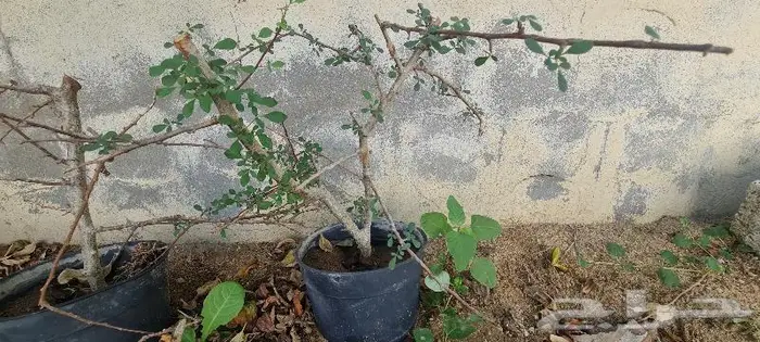 شتلات بيشم ناجحة 2