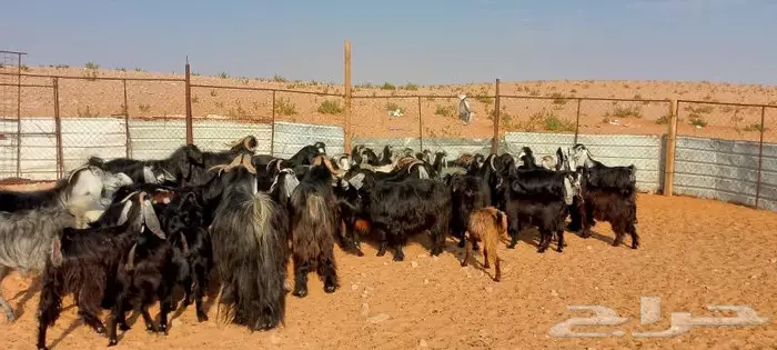 ماعز عوارض ومصريات صنف مواليد ودفيع 20