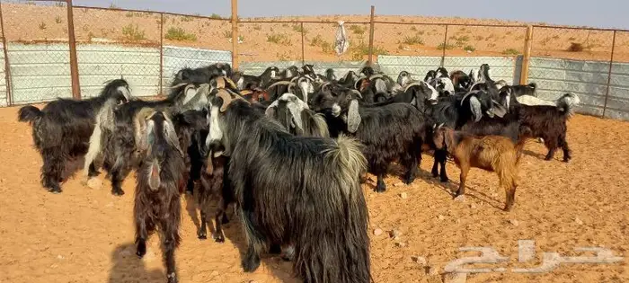 ماعز عوارض ومصريات صنف مواليد ودفيع 21