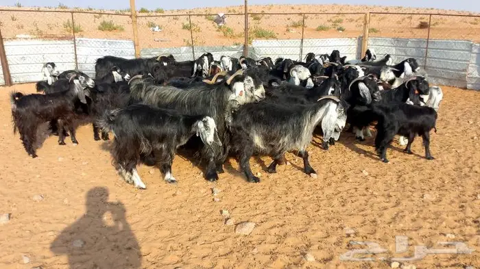 ماعز عوارض ومصريات صنف مواليد ودفيع 22