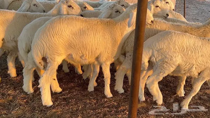 طليان طايفيه مقفله شحم خمس اشهر 0