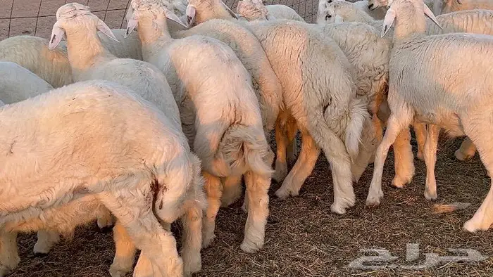 طليان طايفيه مقفله شحم خمس اشهر 3