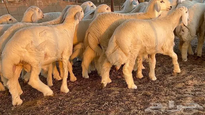 طليان طايفيه مقفله شحم خمس اشهر 9