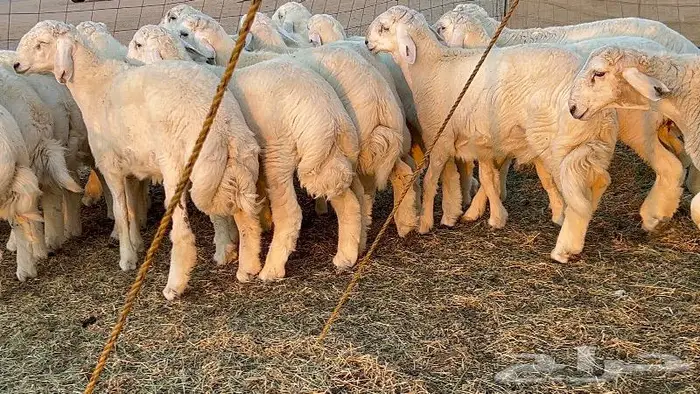 طليان طايفيه مقفله شحم خمس اشهر 7