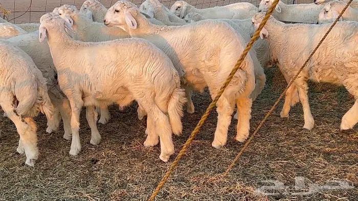 طليان طايفيه مقفله شحم خمس اشهر 10