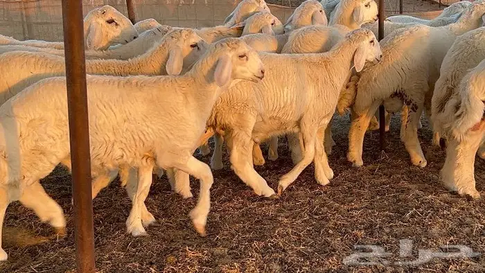 طليان طايفيه مقفله شحم خمس اشهر 5
