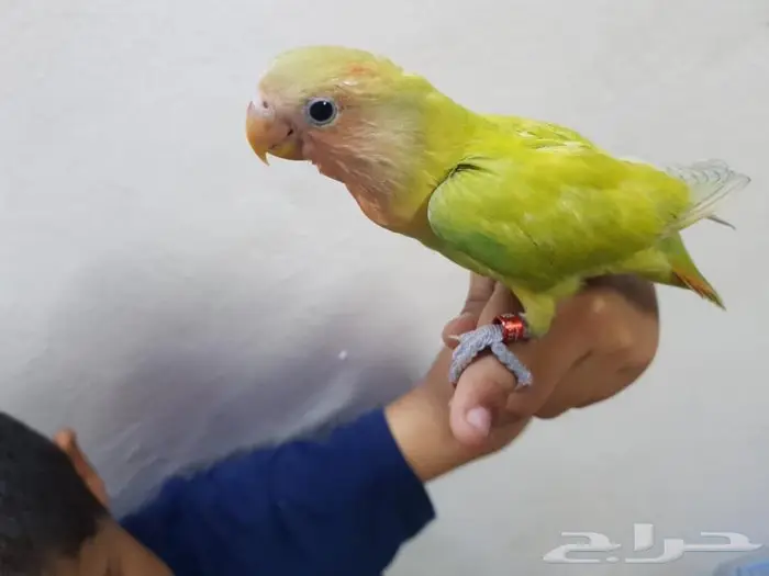 روز هدد اليف فستقي مناسب للصغار والكبار 1