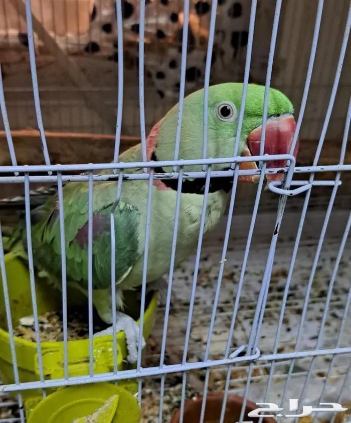 ذكر دره نيبالي حجم كبير (( تم البيع )) 1