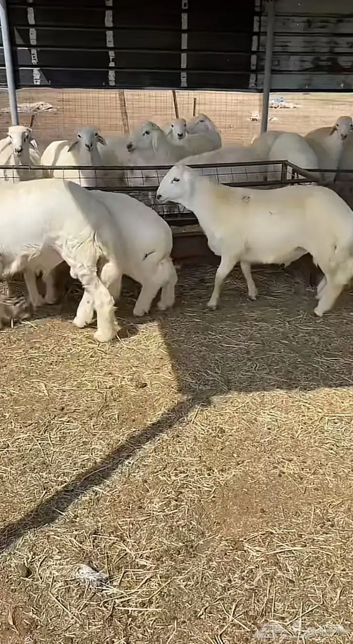 ( ذبائح بريه ) 5