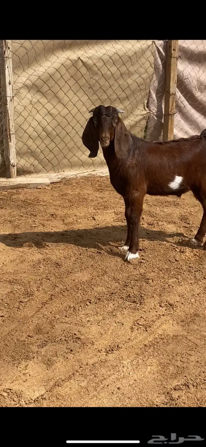 مشروع فحل هجين بورقت ( تم البيع ) 2