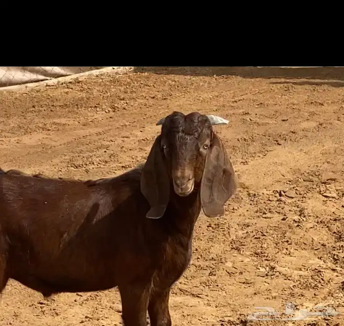 مشروع فحل هجين بورقت ( تم البيع ) 0