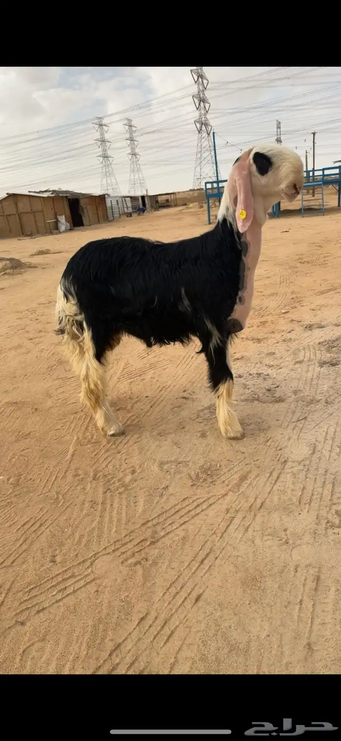 خروف نجدي فآخر 1