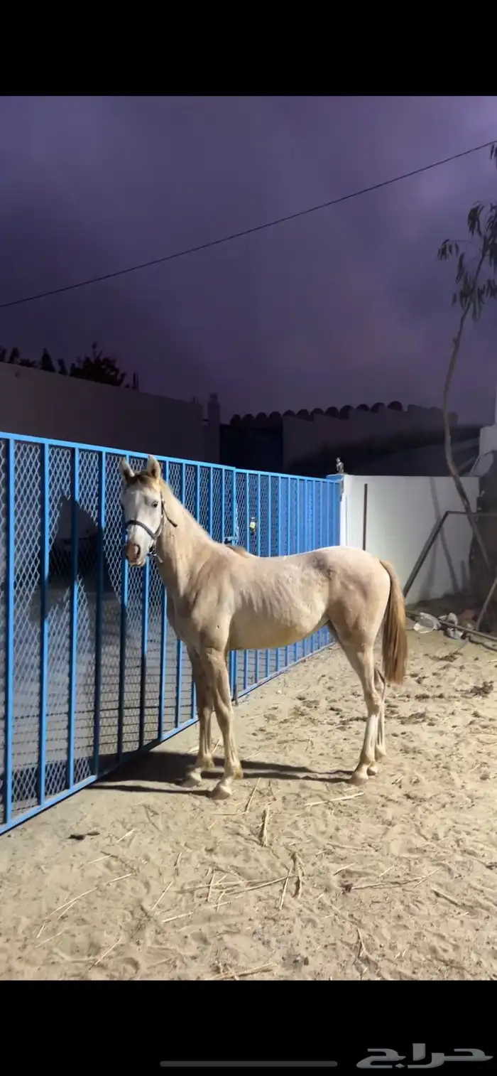 مهر شعبي 2