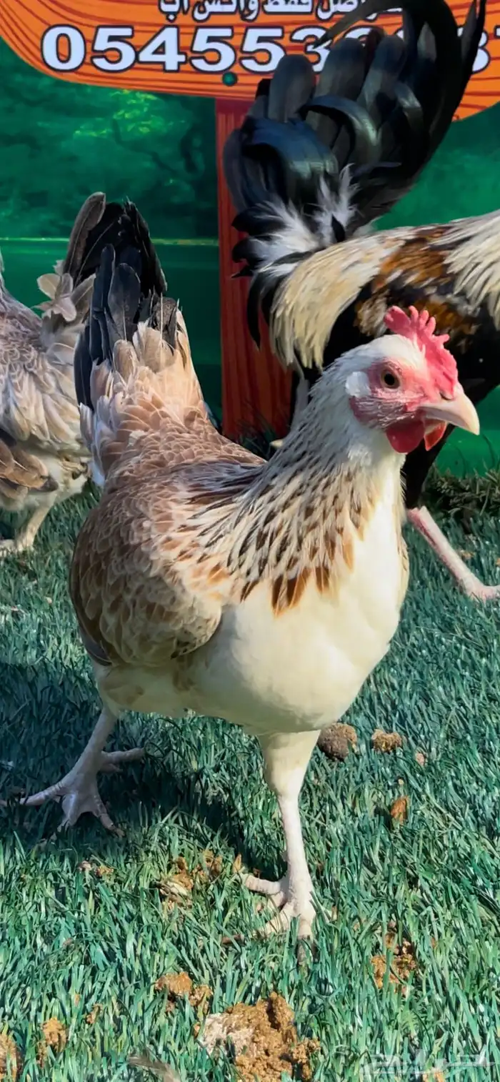 دجاج عربي اصيل ترثه 2