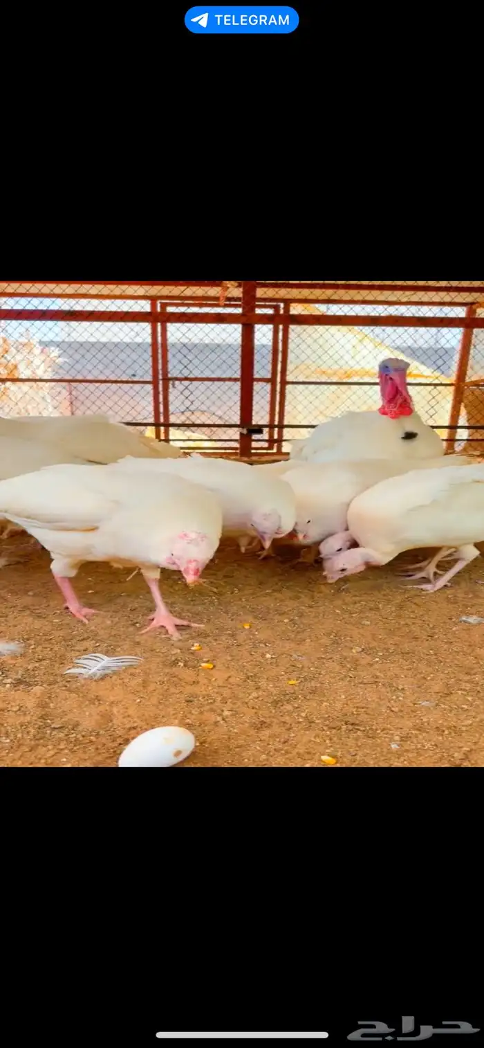 دجاج رومي وبيض رومي و فروخ رومي 3