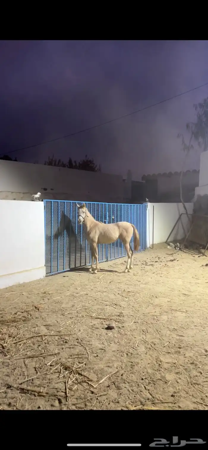 مهر شعبي 1