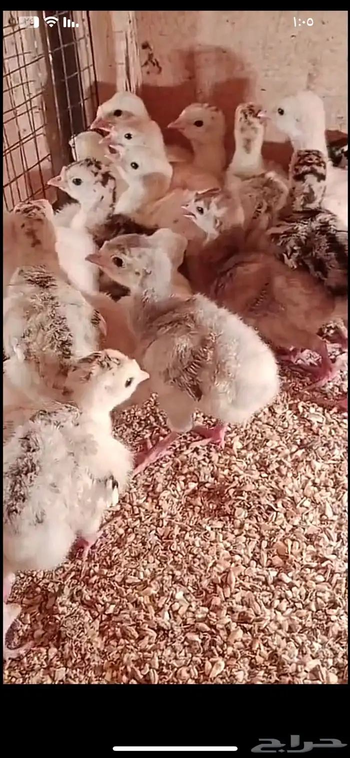 فروخ رومي عمر اسبوعين 0