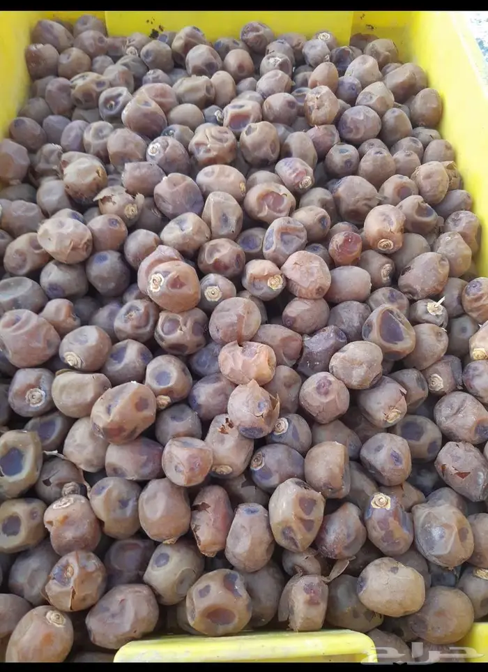 للبيع تمر برحي قشر 0