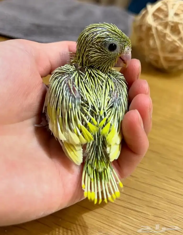 صوره بارتوليت 0