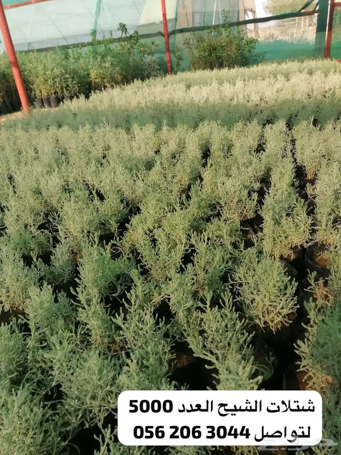 شتلات عطرية متوفرة بالجملة ريالان 0