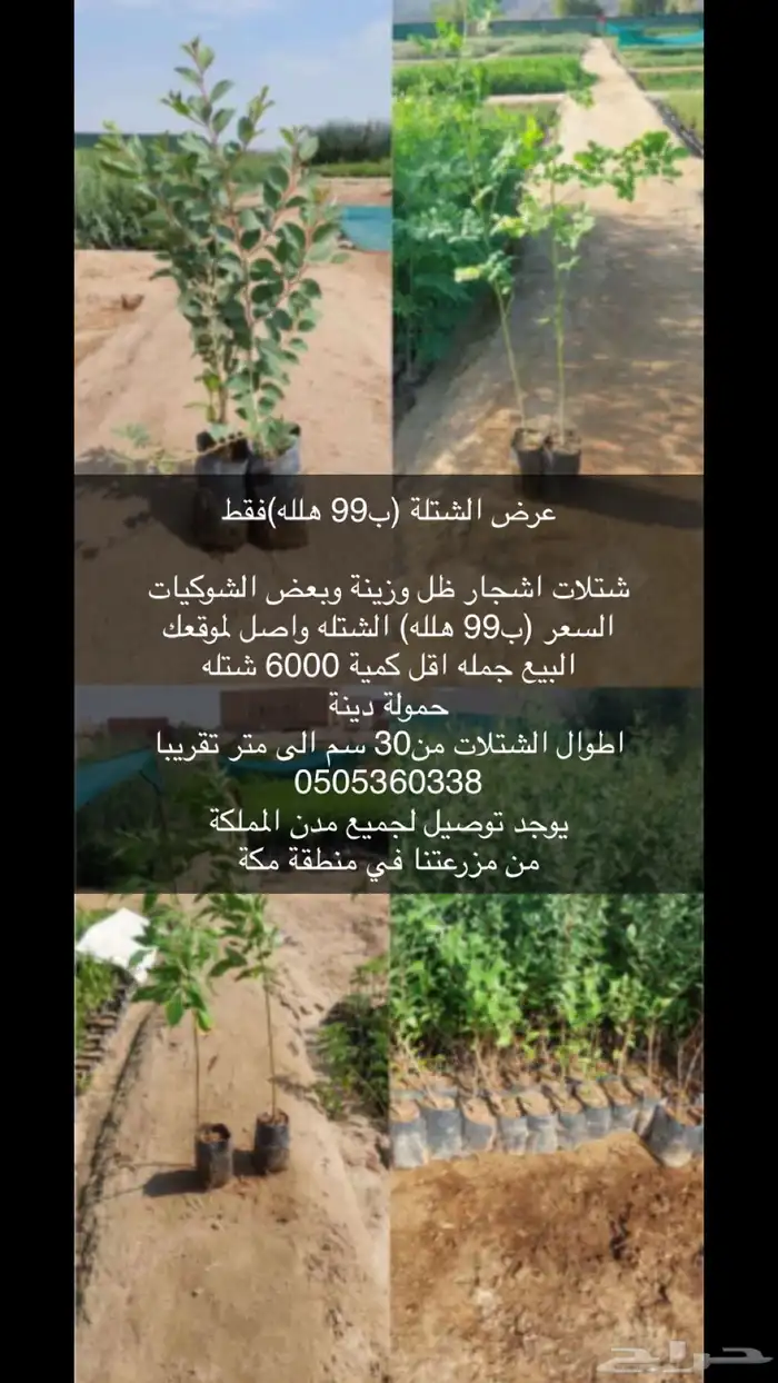 للبيع شتلات بسعر 99 هلله للجمله فقط 23