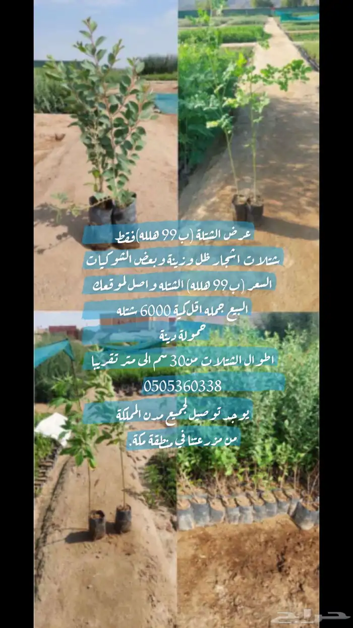 شتلات بالجمله بسعر 99 هلله يابلاش 15