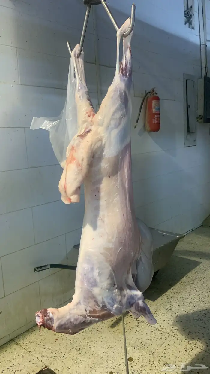 ذبايح طيبه حري وسواكني تربايه شي فاخر من الاخر 17