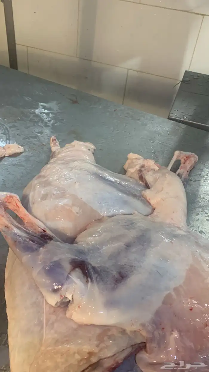 ذبايح طيبه حري وسواكني تربايه شي فاخر من الاخر 16