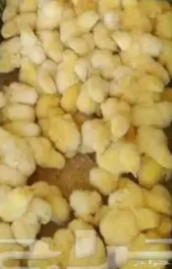 صوص لاحم روس 308 فرز اول عمر اسبوع شركه اخذ جميع التحصينات م 1