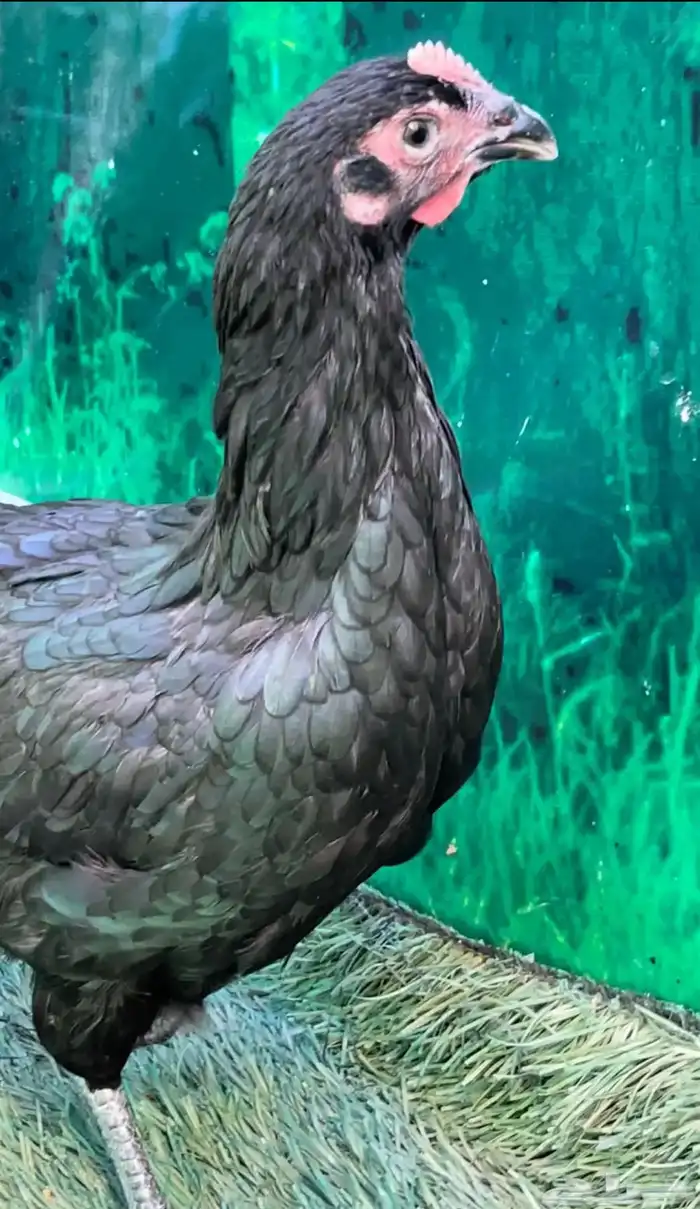 دجاج عزبي اصيل   ترثه   اسود صك   الباديه 0