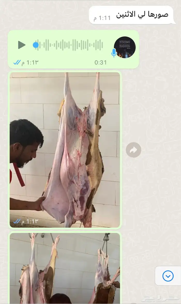 ذبايح طيبه حري وسواكني تربايه شي فاخر من الاخر 29