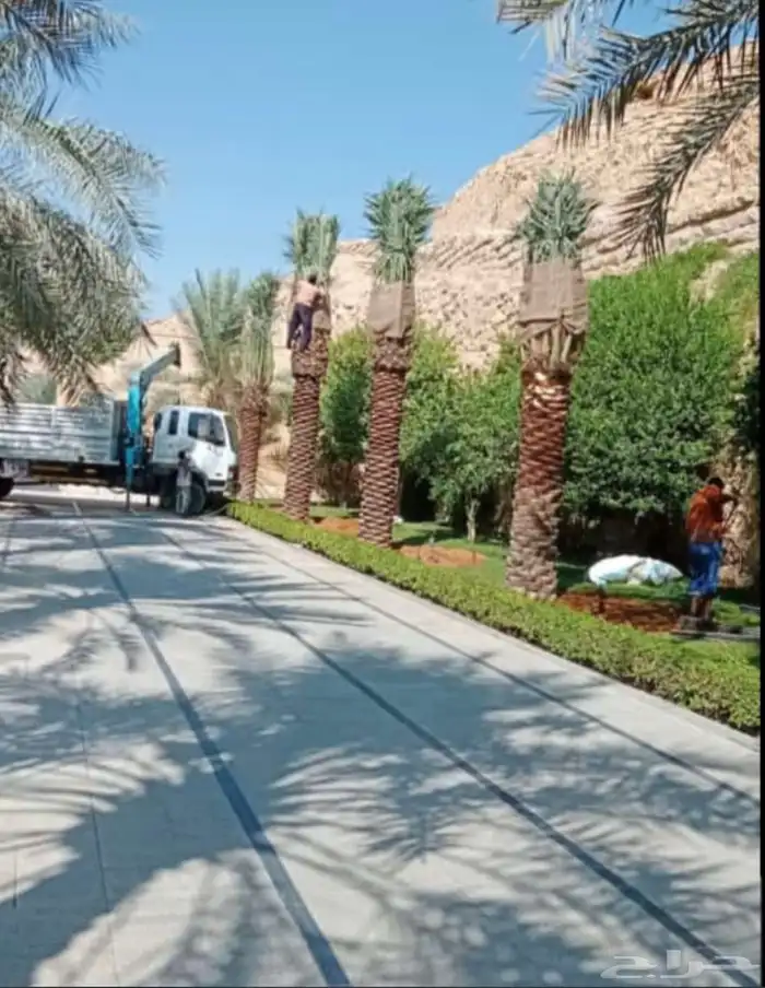 نخل عربي مع النقل والحفر والغرس 3