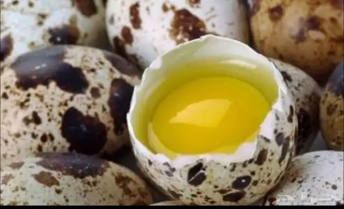 بيض سمان مخصب 0