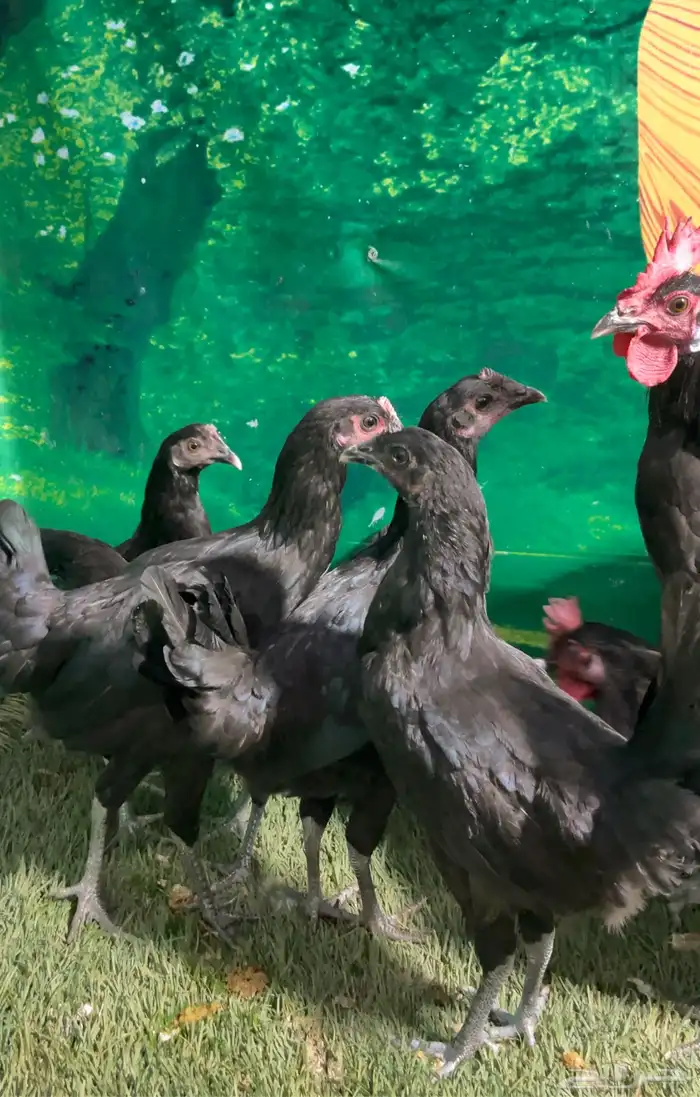 دجاج عزبي اصيل   ترثه   اسود صك   الباديه 2