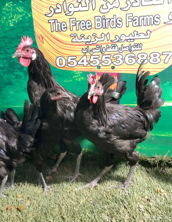 دجاج عزبي اصيل   ترثه   اسود صك   الباديه 4