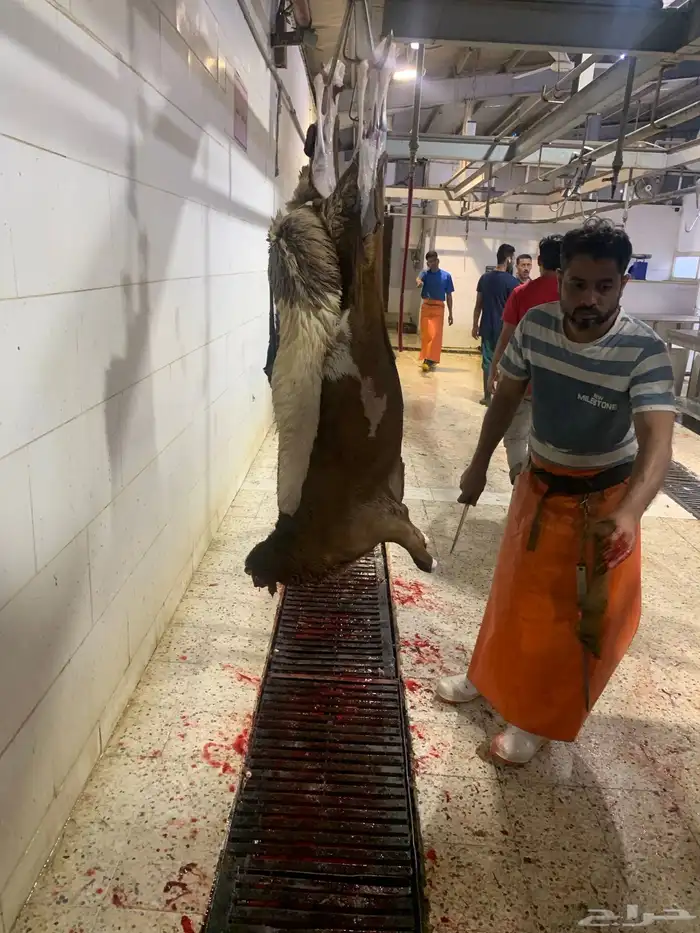 ذبايح طيبه حري وسواكني تربايه شي فاخر من الاخر 20