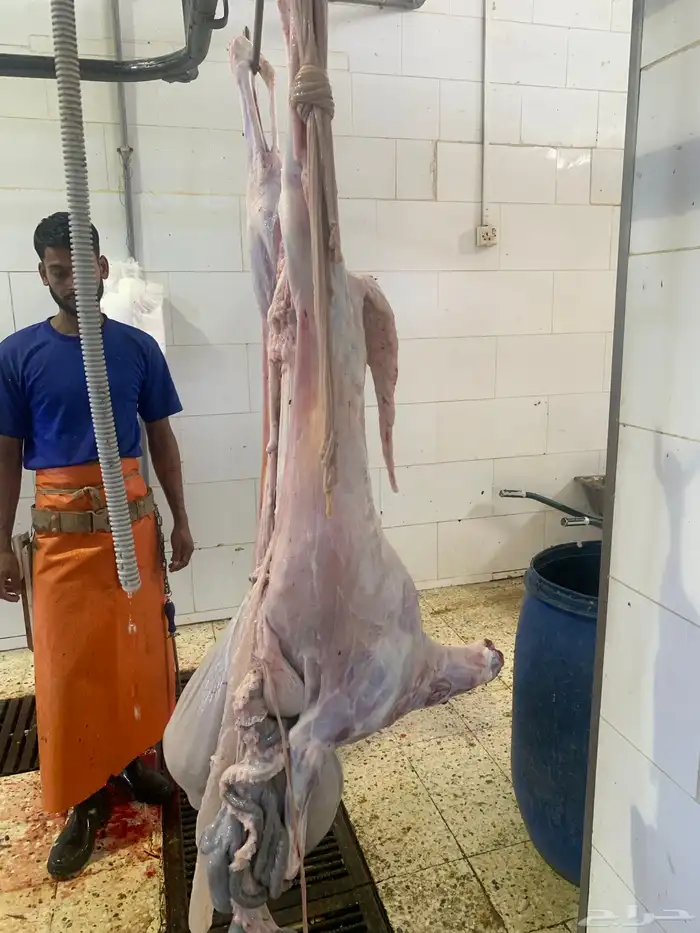 ذبايح طيبه حري وسواكني تربايه شي فاخر من الاخر 10