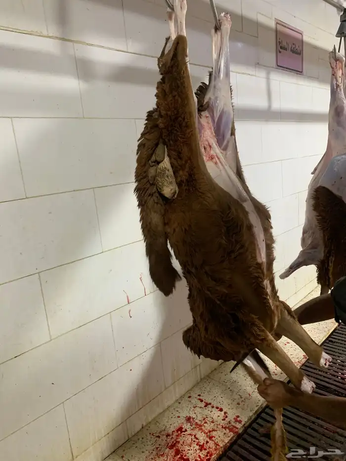 ذبايح طيبه حري وسواكني تربايه شي فاخر من الاخر 15