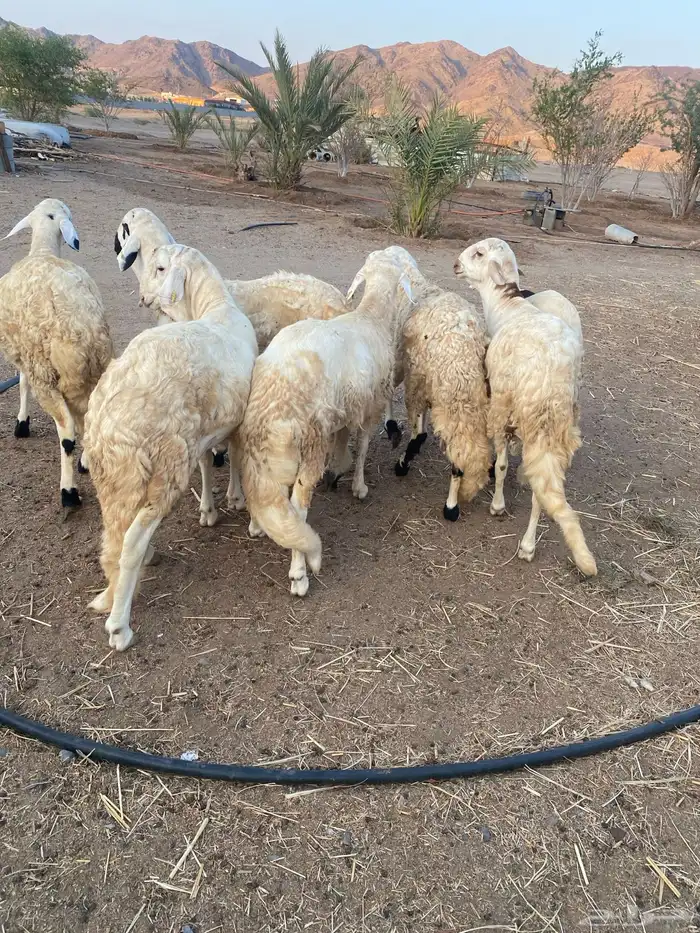 طليان سواكن للبيع 0