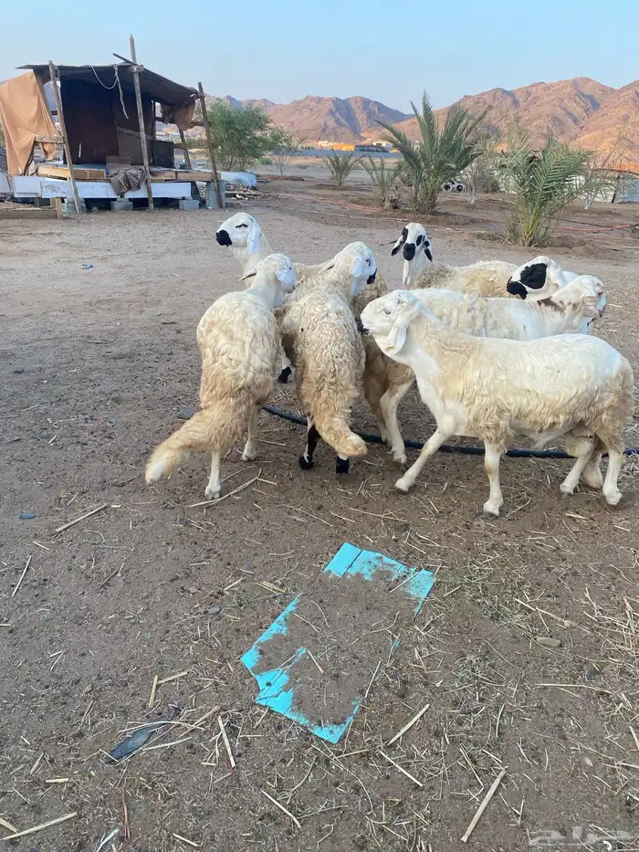 طليان سواكن للبيع 1