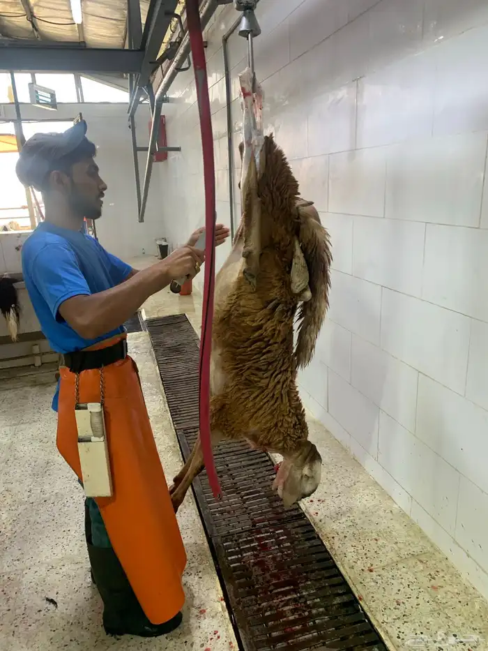 ذبايح طيبه حري وسواكني تربايه شي فاخر من الاخر 8