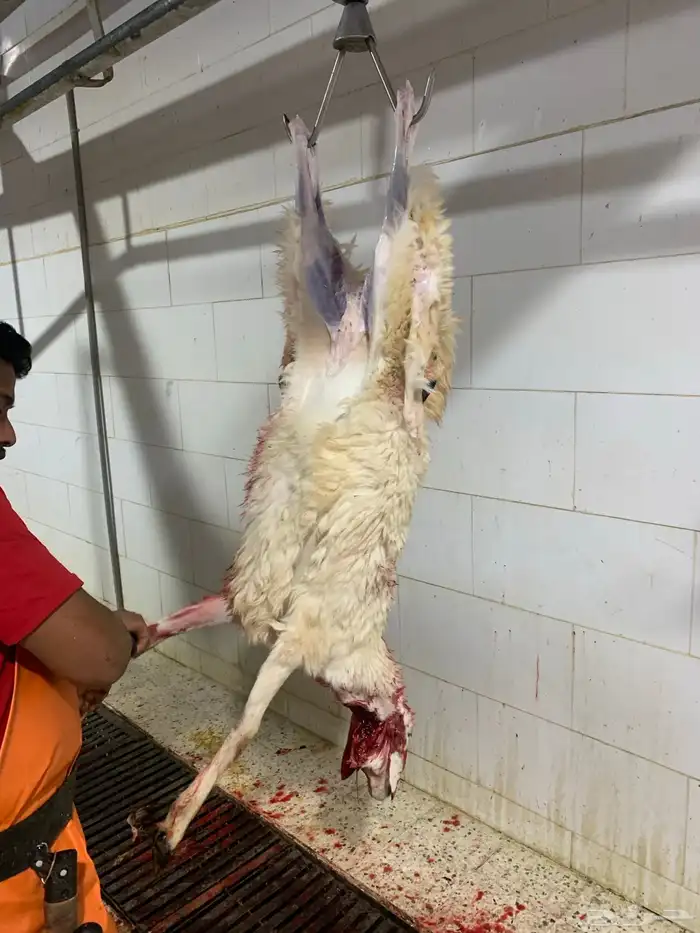 ذبايح طيبه حري وسواكني تربايه شي فاخر من الاخر 14