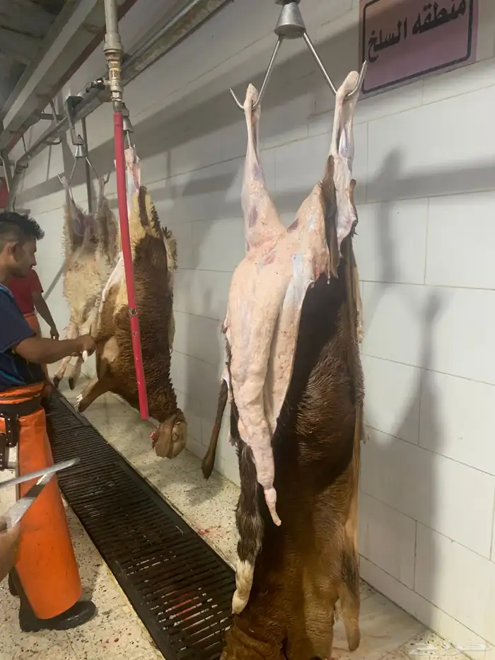 ذبايح طيبه حري وسواكني تربايه شي فاخر من الاخر 23