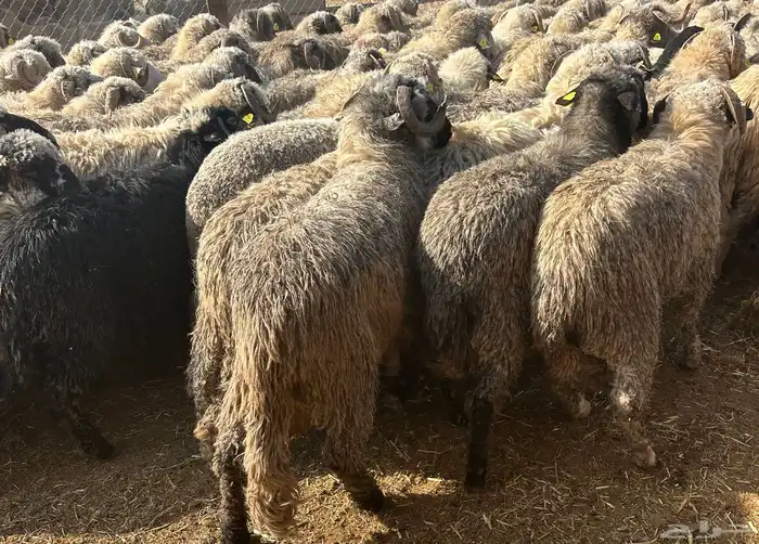 طليان رومانيه جذعان 1600 اوزان فوق 65 كيلو 5