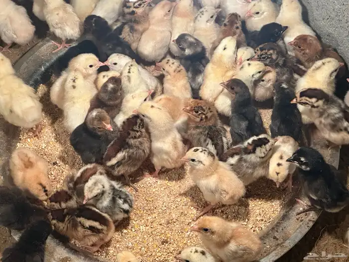 صوص بلدي وفيومي بريالين 1