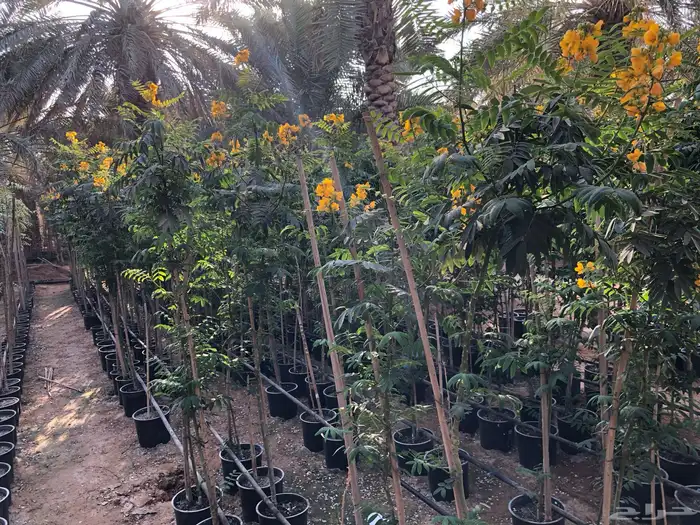 شتلة مشتل البيع بسعر الجملة شتلات أشجار 13