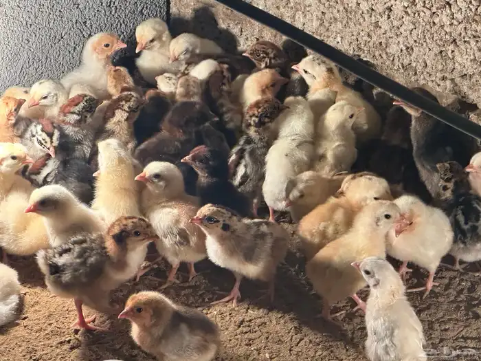 صوص بلدي وفيومي بريالين 3