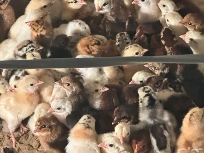 صوص بلدي وفيومي بريالين 4
