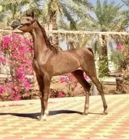 امهار او مهرات 0